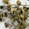 liberty cap mushroom